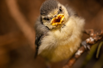 Baby tit on a tree branch