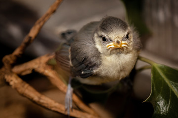 Baby tit on a tree branch