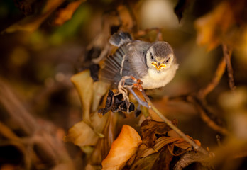 Baby tit on a tree branch