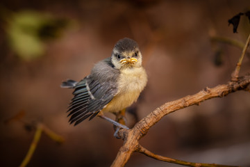 Baby tit on a tree branch