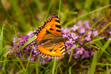 Beautiful Peacock Butterfly