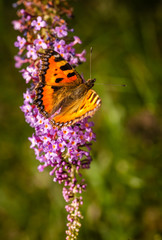 Fototapeta na wymiar Beautiful Peacock Butterfly