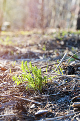 Close-up of green sprout growing out of soil