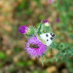 butterfly with a bee on one flower