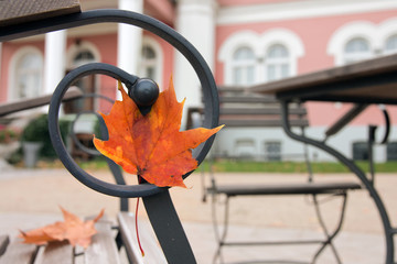 The autumn maple leaf which got stuck in a street chair.