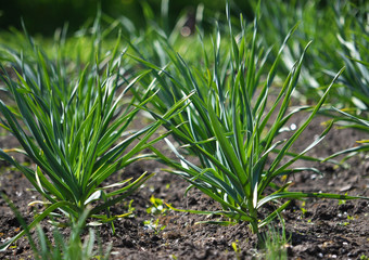 Spring garlic crops growing in natural soil