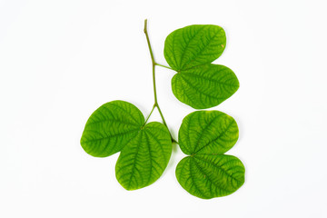 Green leaves on isolated white background.