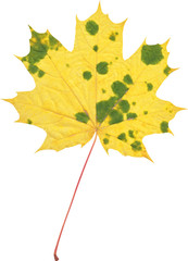 Natural autumn marple leaf on white