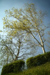 Misty pine forest on the mountain slope in a nature reserve