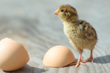 little funny chick hatched from an egg