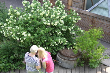grandmother with her granddaughter looking at flowers\ grandmother with her granddaughter looking at the bush