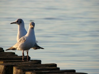 Seagulls