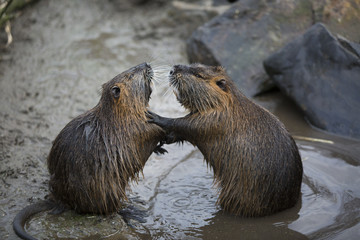 Nutria