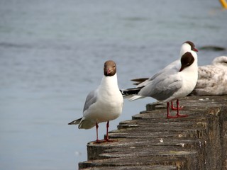 Seagulls