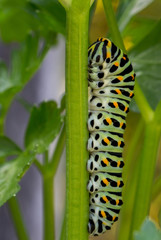 caterpillar of swallowtail