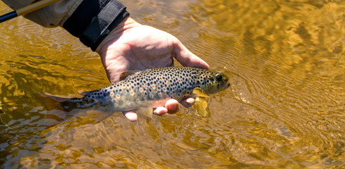Trout fisherman is holding. Beautiful color combination of wild fish