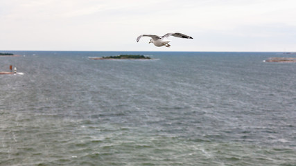 above view of gulls flying to island in Baltic Sea