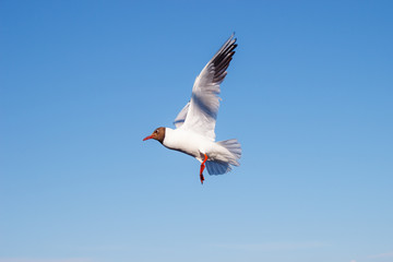 Seagull fly in the blue sky in sunny day without clouds. Sea gull soars in the middle of day. Sea bird in the sky is flying. Soaring wild bird. Albatross in sunny sky. Close up shot. Summer time come.