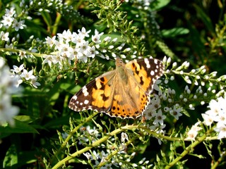 Orange butterfly