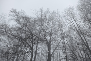 Winter trees in fog. Gloomy forest low angle view.