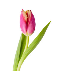 Isolated tulip. Red tulip with leave on a white background closeup with space for your text. Clipping path included