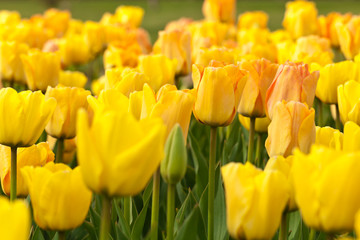 Obraz premium Yellow Spring Tulips. Selective focus.