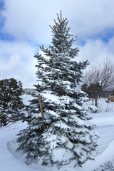 winter beauty tree