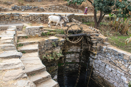 Noria of a water well moved by oxen.India.