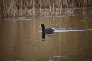 Poule d'eau