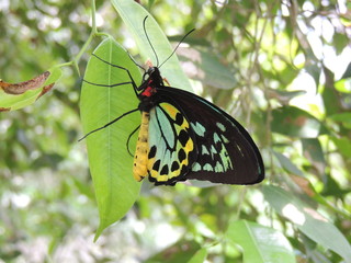 Troides priamus euphorion (Queensland, Australia)