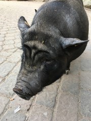 das Schwein