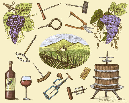 wine harvest products, press, grapes, vineyards corkscrews glasses bottles in vintage style, engraved hand drawn
