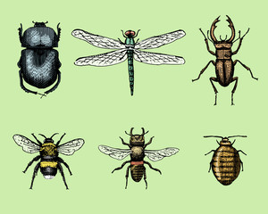 big set of insects bugs beetles and bees many species in vintage old hand drawn style engraved illustration woodcut