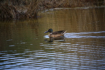 Canard