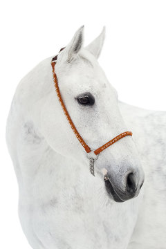 Portrait Of A Gray Horse On A White Background