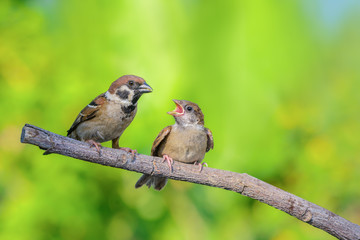 Eurasian tree sparrow(passer montanus), beautiful bird feeding her baby in nest, Thailand.
