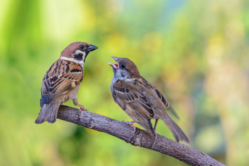 Eurasian tree sparrow(passer montanus), beautiful bird feeding her baby in nest, Thailand.