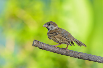 Eurasian tree sparrow(passer montanus), baby bird on branch with green background.