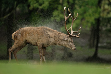 Deer in the rain Cervus elaphus