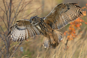 Flying eagle owl (Bubo bubo), Eagle owl