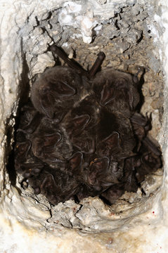 Bat group, The barbastelle Barbastella barbastellus