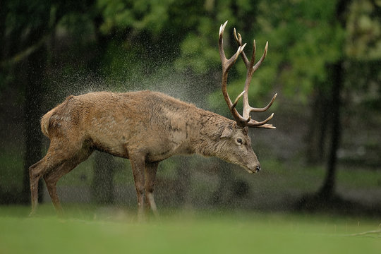 Deer In The Rain Cervus Elaphus