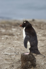 Rockhopper Penguin (Eudyptes chrysocome) standing on the remains of clump of tussock grass on the cliffs of Bleaker Island in the Falkland Islands