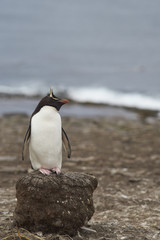 Naklejka premium Rockhopper Penguin (Eudyptes chrysocome) standing on the remains of clump of tussock grass on the cliffs of Bleaker Island in the Falkland Islands