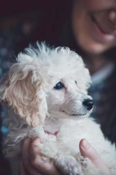Close up indoor shot of adorable white dwarf poodle puppy. Low light and visible noise. 