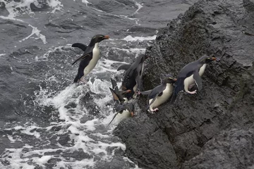 Poster Rockhopper Penguins (Eudyptes chrysocome) coming ashore on the rocky cliffs of Bleaker Island in the Falkland Islands © JeremyRichards