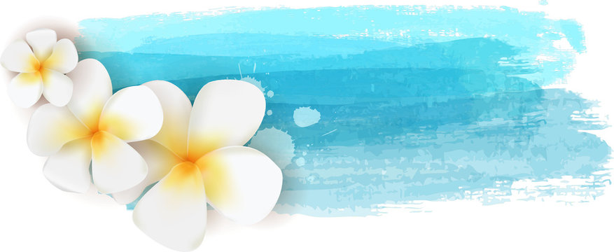 Plumeria On Watercolor Banner