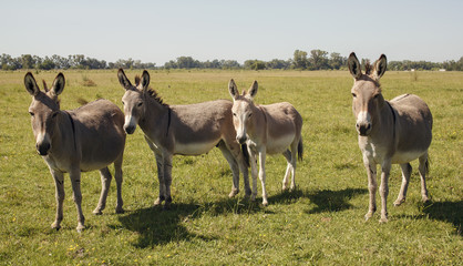 Family of donkeys looking at camera