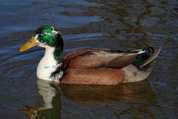 Canard