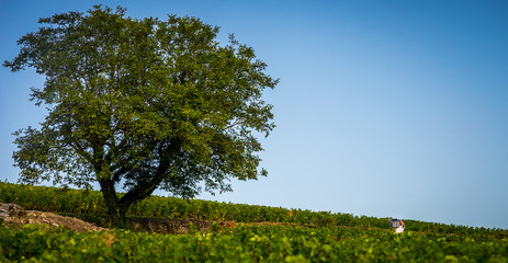 vendangeur dans la vigne